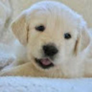 Meet your Posher, Isabella